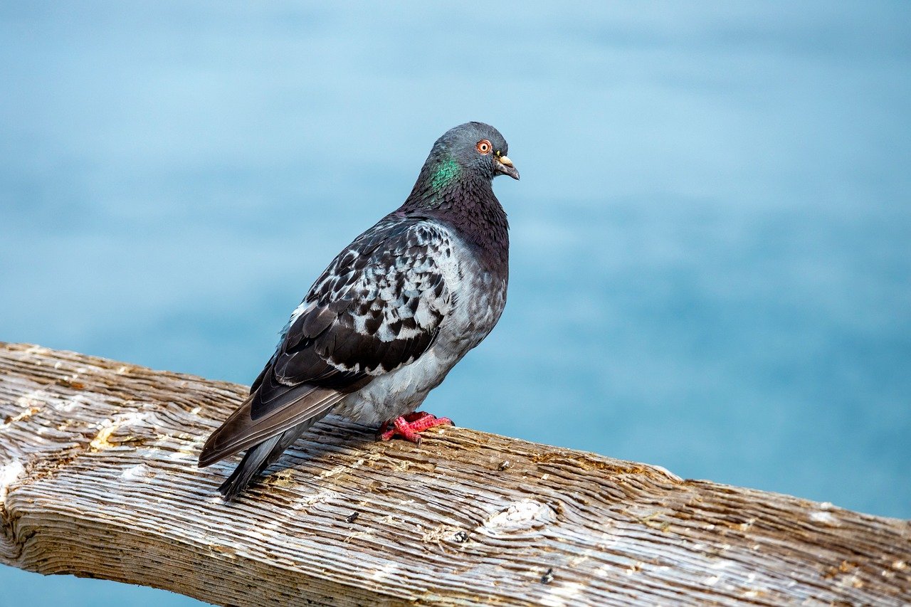 Showcasing Rare Pigeon Breeds: Essential Display Equipment
