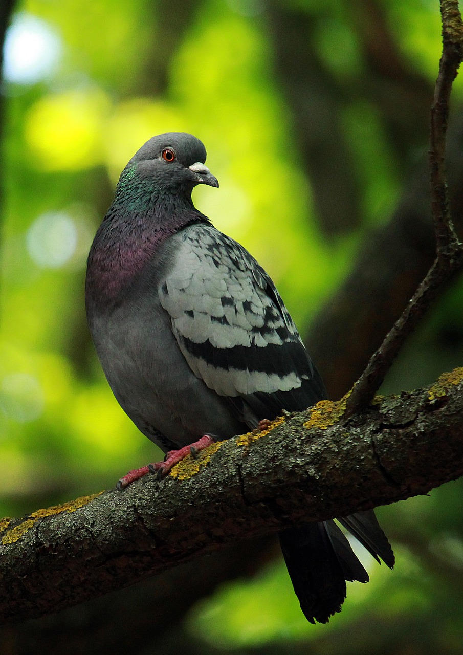 Ultimate Weekly Race Supplements Schedule for Pigeon Fitness