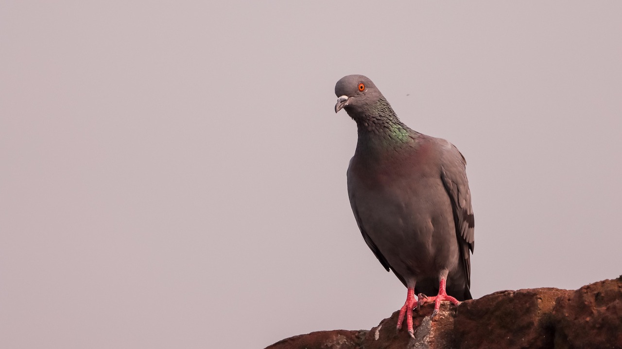 Cest Pharma vs Kastle: Top Pigeon Supplement Reviews