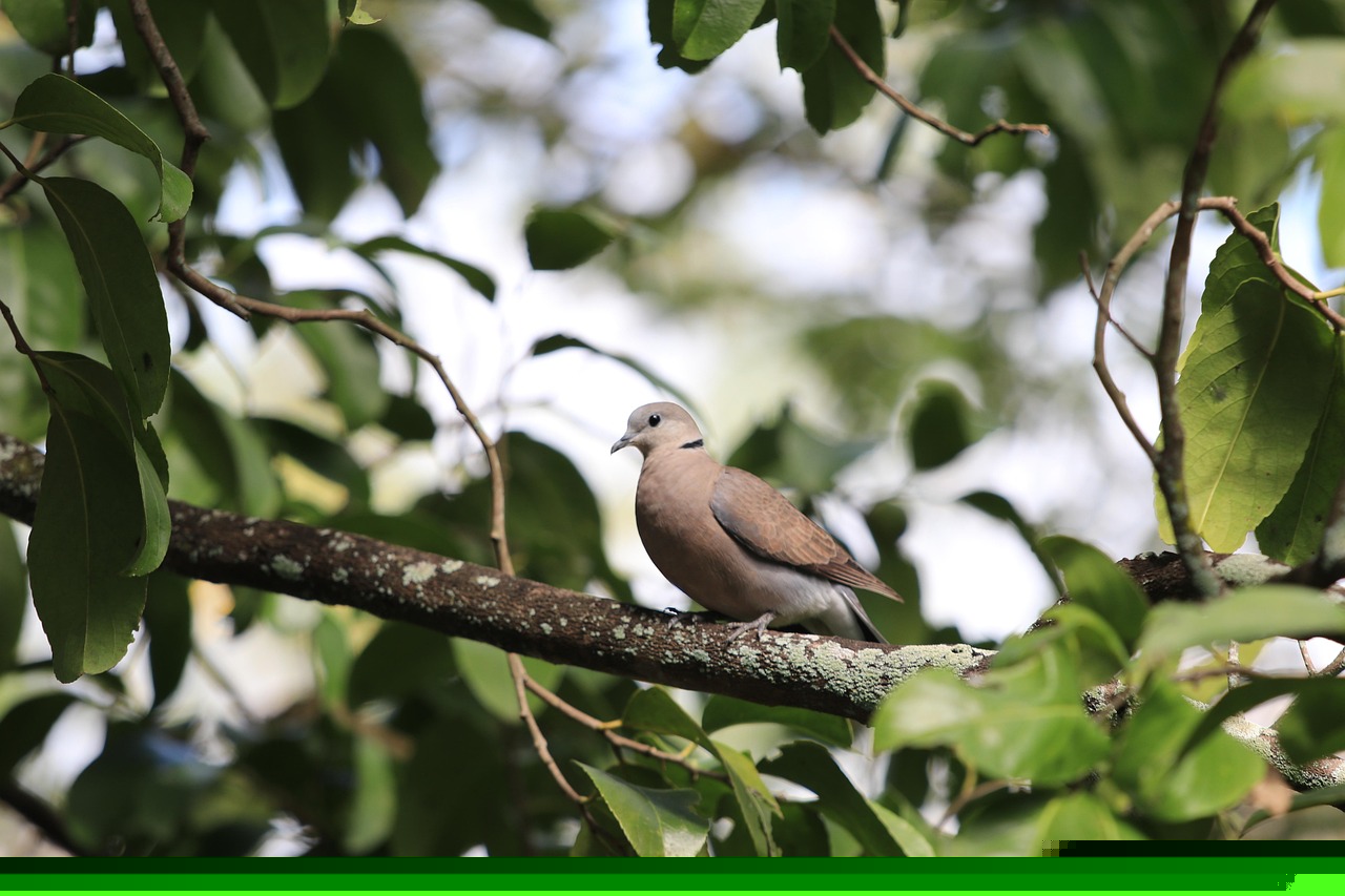 أفضل معدات عرض وتصوير لإبراز جمالية السلالات النادرة من الحمام