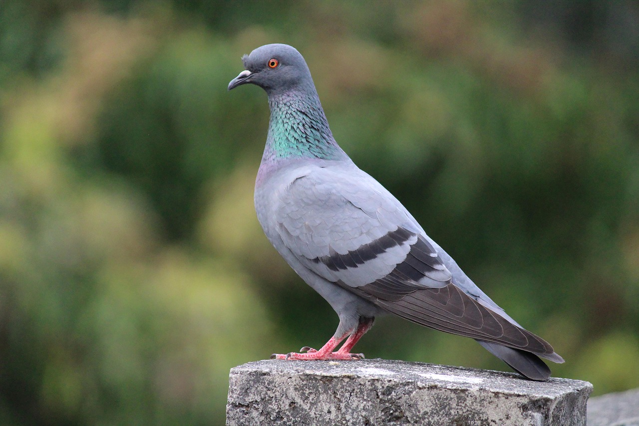 Showcasing Rare Pigeon Breeds: Essential Display Equipment