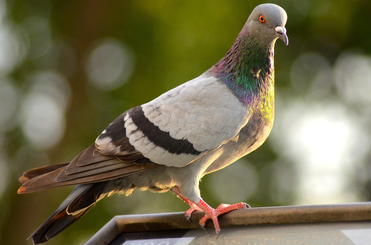 The Ultimate Weekly Preventive Health Program for Pigeons