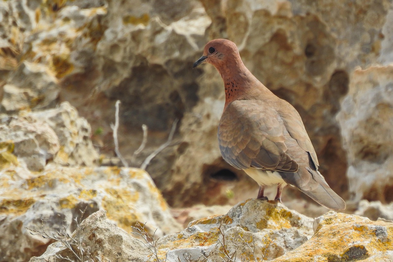 Ultimate Weekly Preventive Health Program for Pigeons