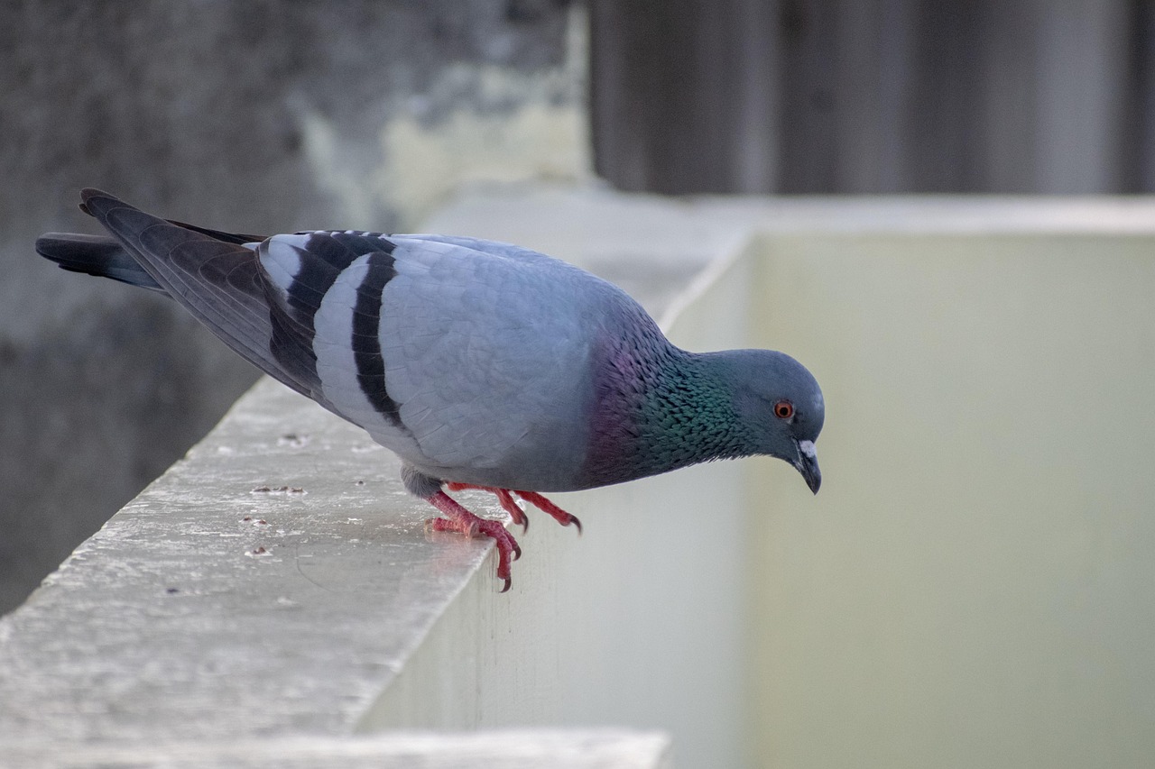 Ultimate Guide to Pigeon Diseases Prevention and Loft Sanitation