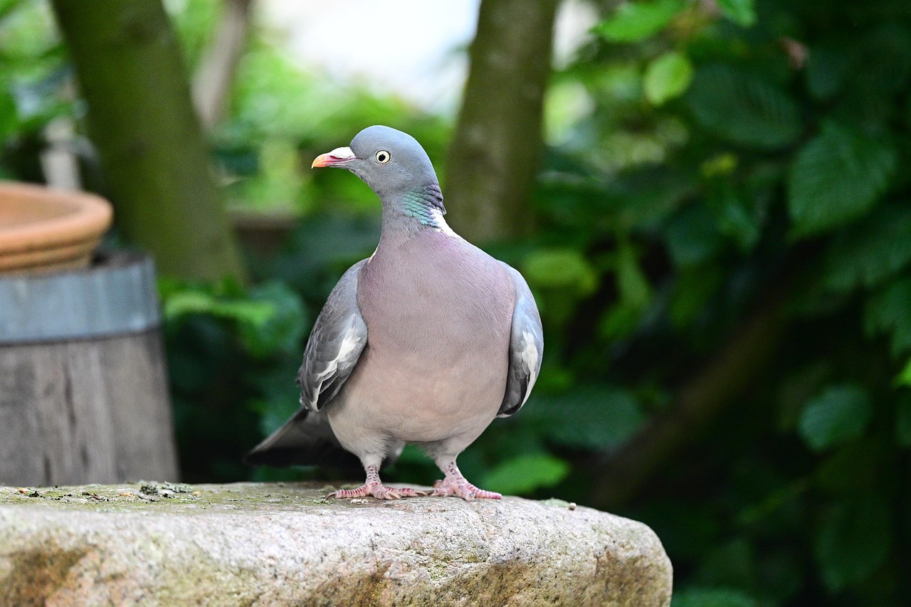 Kashki Pigeons: Beauty, Pros, Cons, and Selection Guide