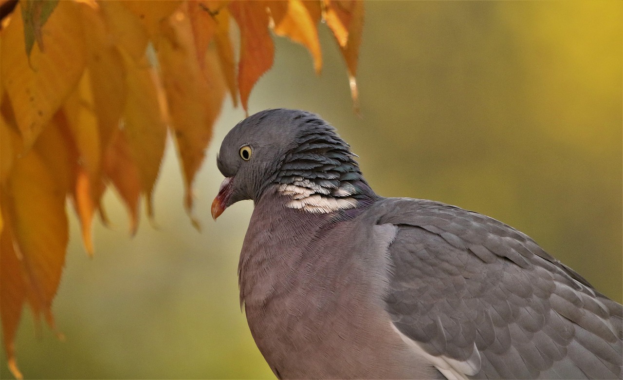 Kashki Pigeons: Aesthetic Analysis and Selection Guide