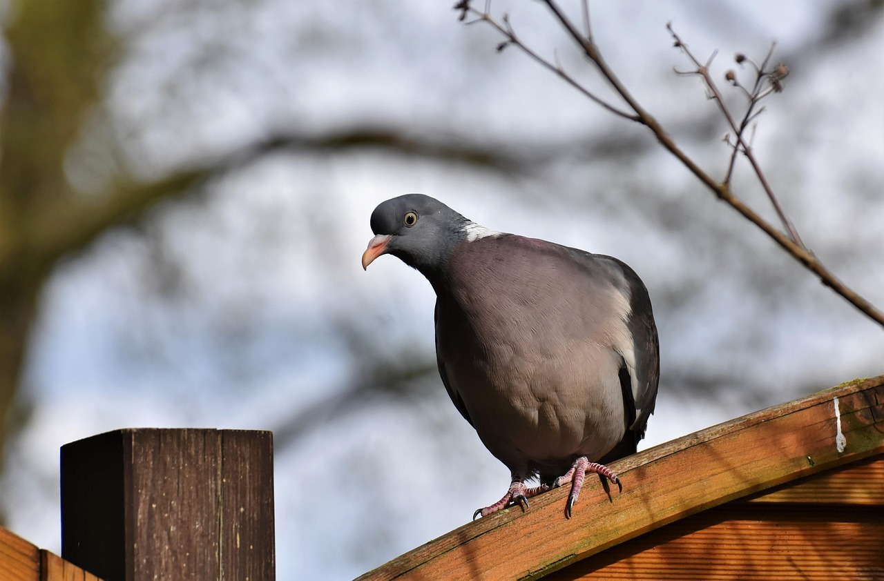 Showcasing Rare Pigeon Breeds: Essential Display Equipment