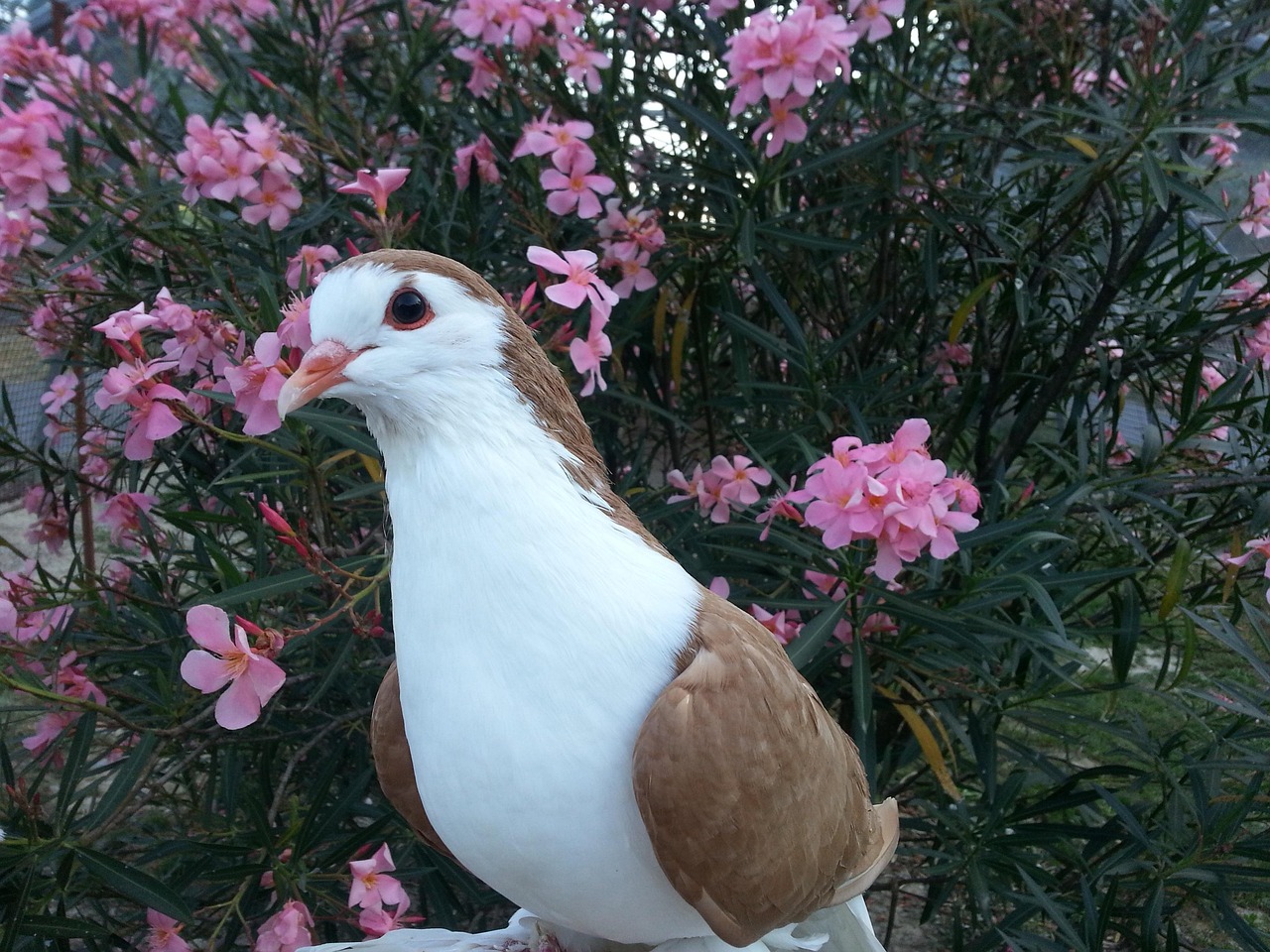 أفضل برنامج مكملات أسبوعي لرفع لياقة الحمام بسرعة