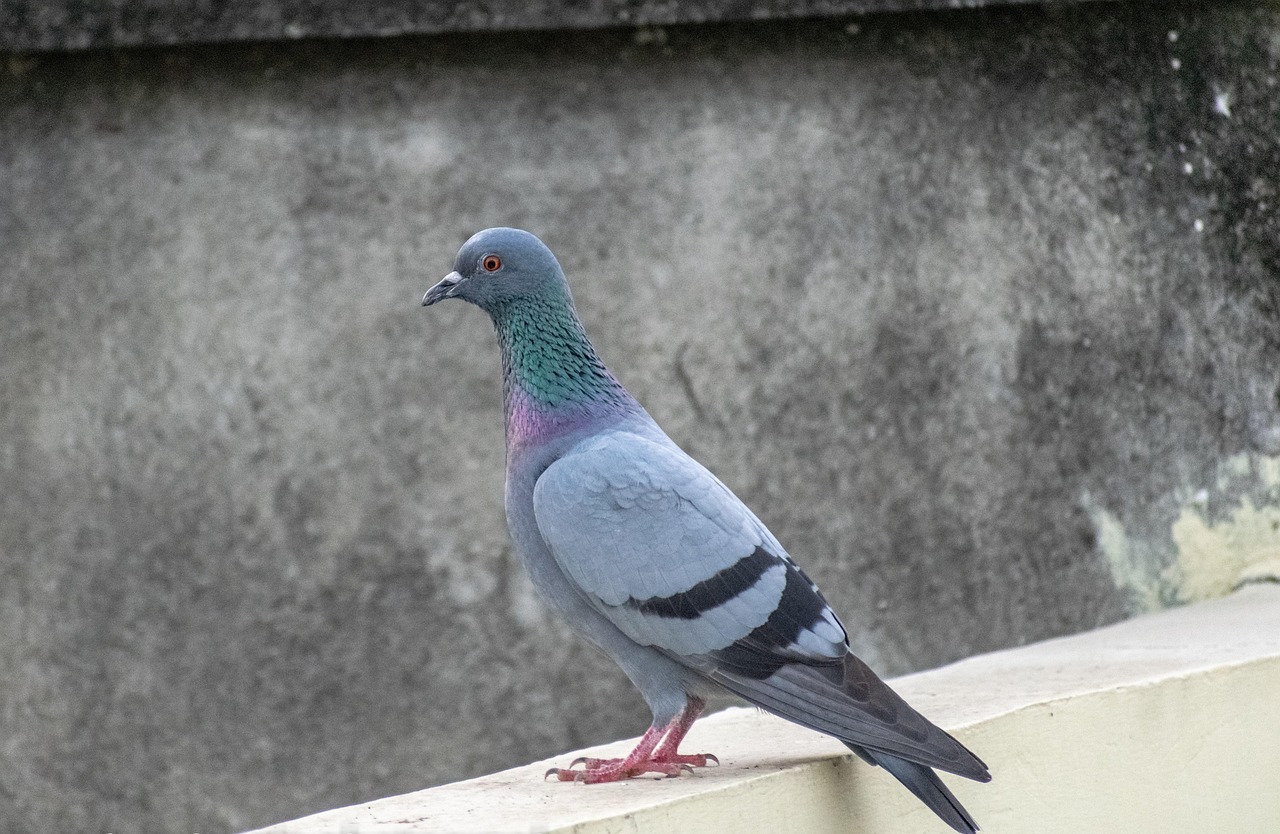 The Ultimate Weekly Preventive Health Program for Pigeons