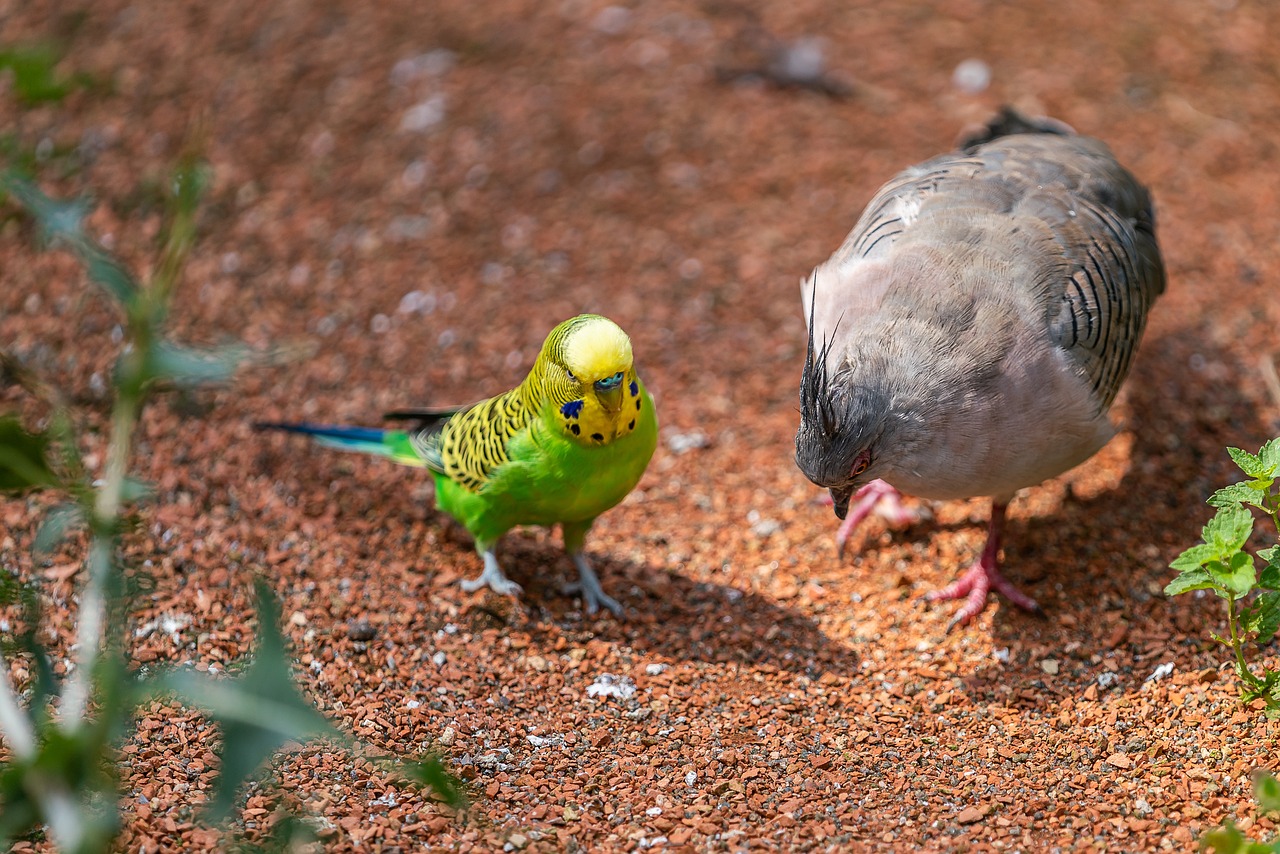 Old German Owl Pigeon Standards: A Detailed Guide