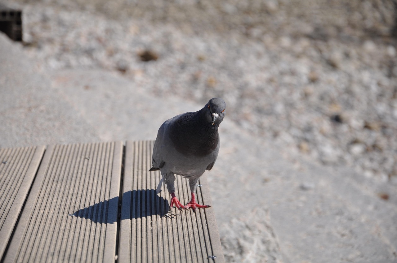 Master Pigeon Photography to Boost Market Value