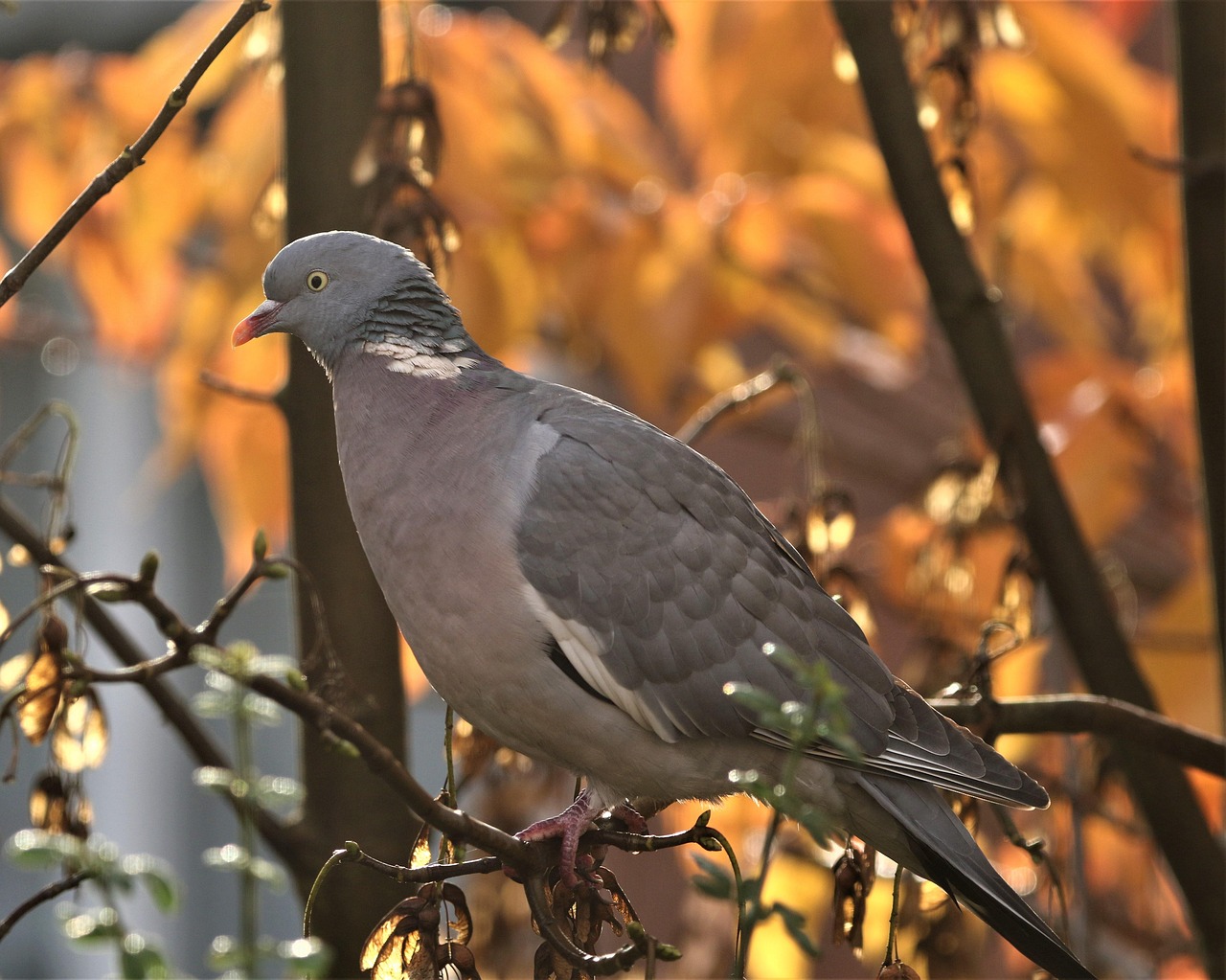 Pricing Racing Pigeons: Unlocking Genetic Value for Profit