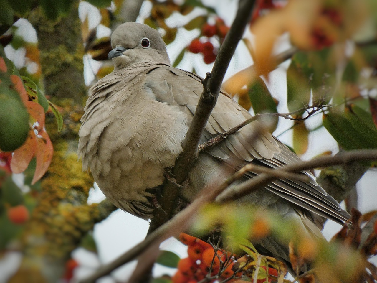 Widowhood System: Building Elite Racing Birds for Long-Distance