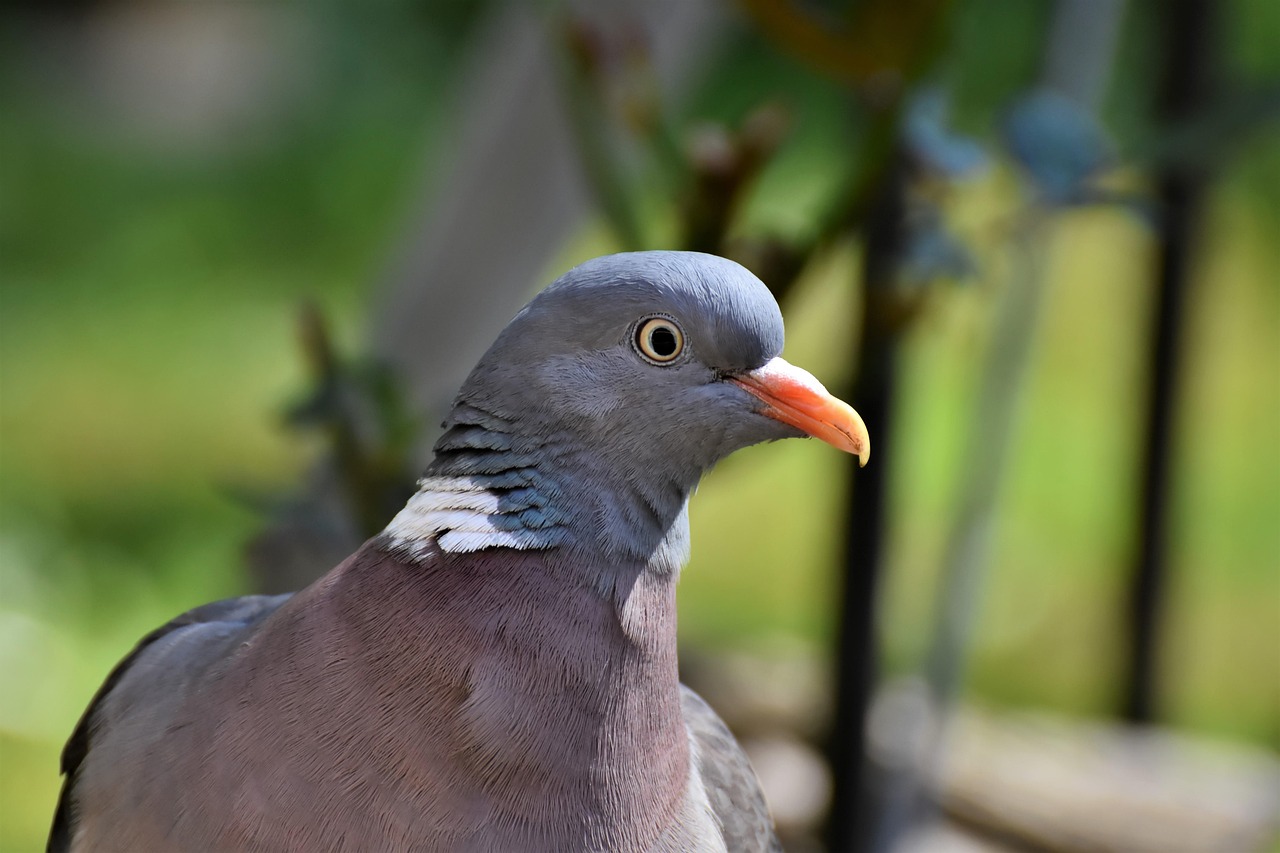 مراجعة شاملة لبخاخ Aluspray لعلاج جروح الحمام وتطهير الريش