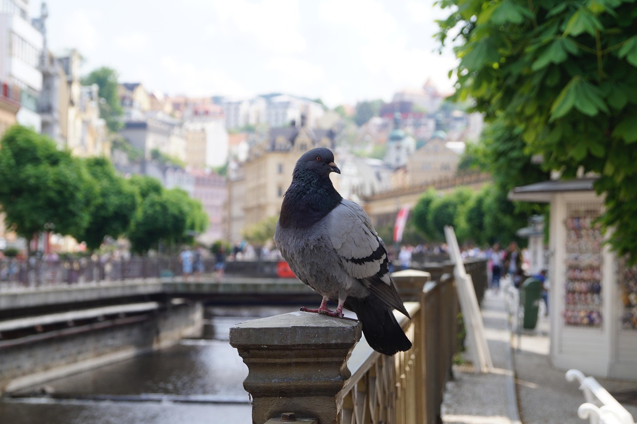 كيف يضاعف L-Carnitine قدرة تحمل الحمام: تحليل علمي شامل