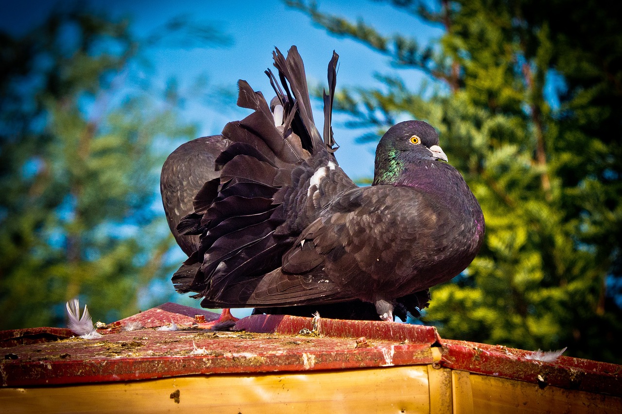 Ultimate Weekly Race Supplements Schedule for Pigeon Fitness