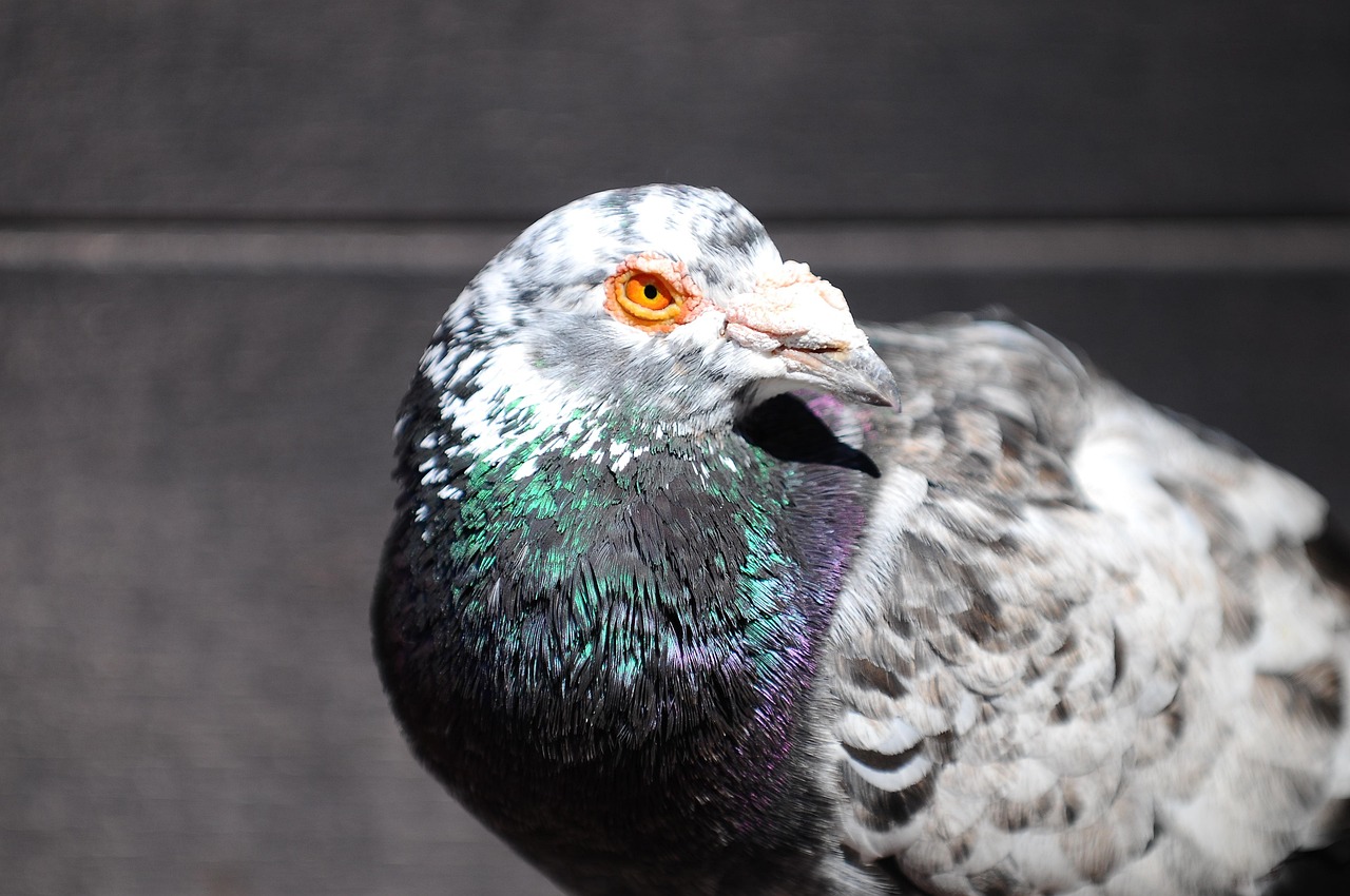 How to Write a Pigeon Sale Ad That Sells Fast
