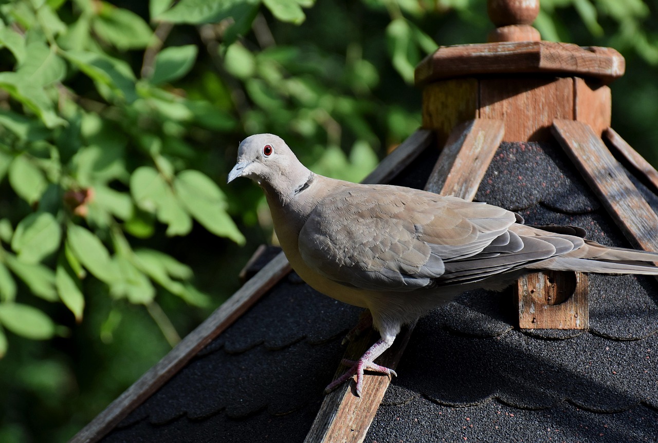 The Ultimate Weekly Preventive Health Program for Pigeons