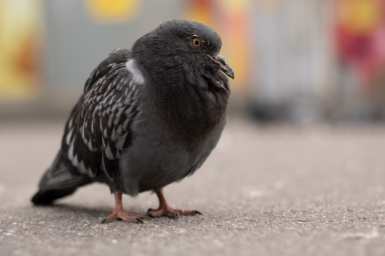 Cest Pharma vs Kastle: Top Pigeon Supplement Reviews