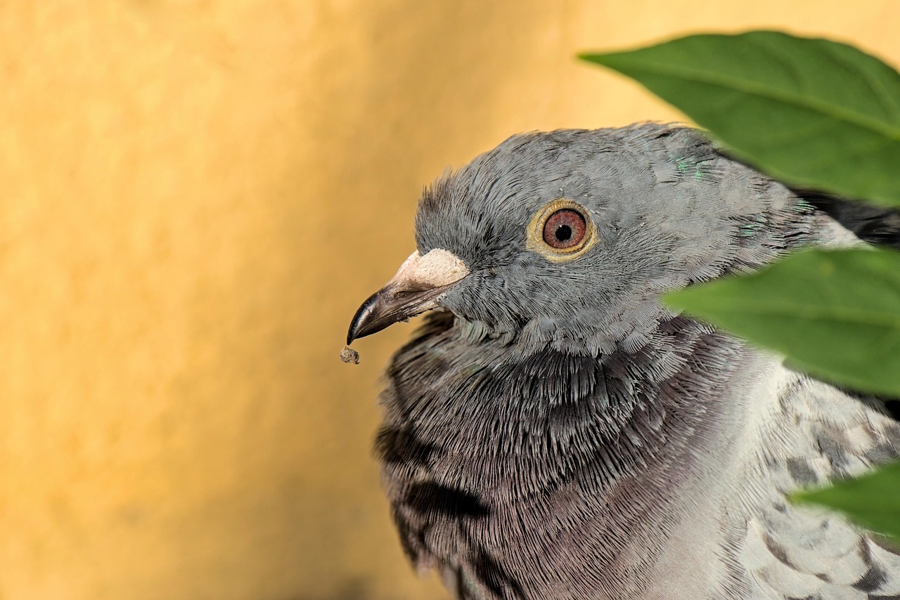 Protect Your Genetic Assets: GPS for Pigeon Safety Guide