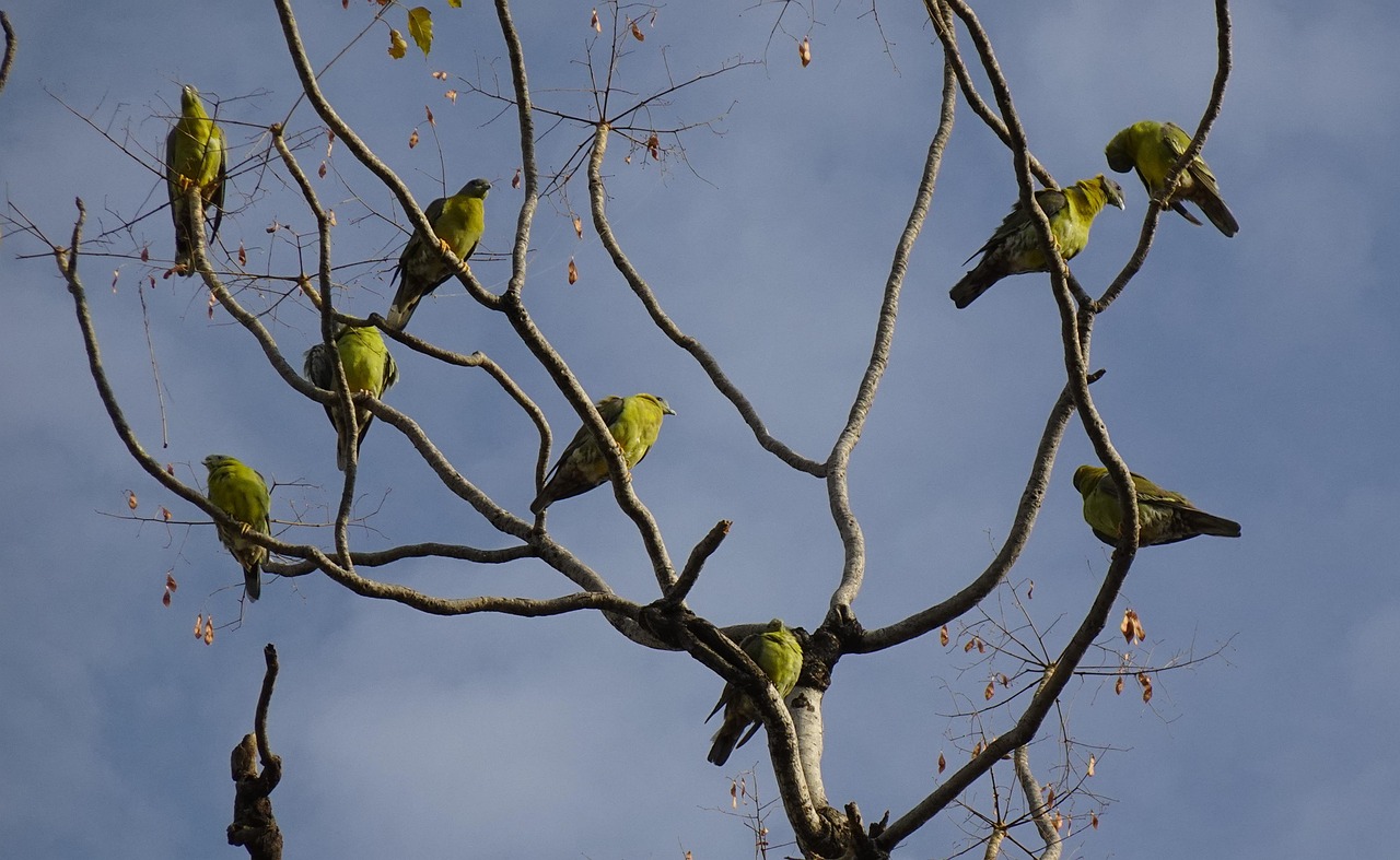 Building Elite Racing Birds with the Widowhood System