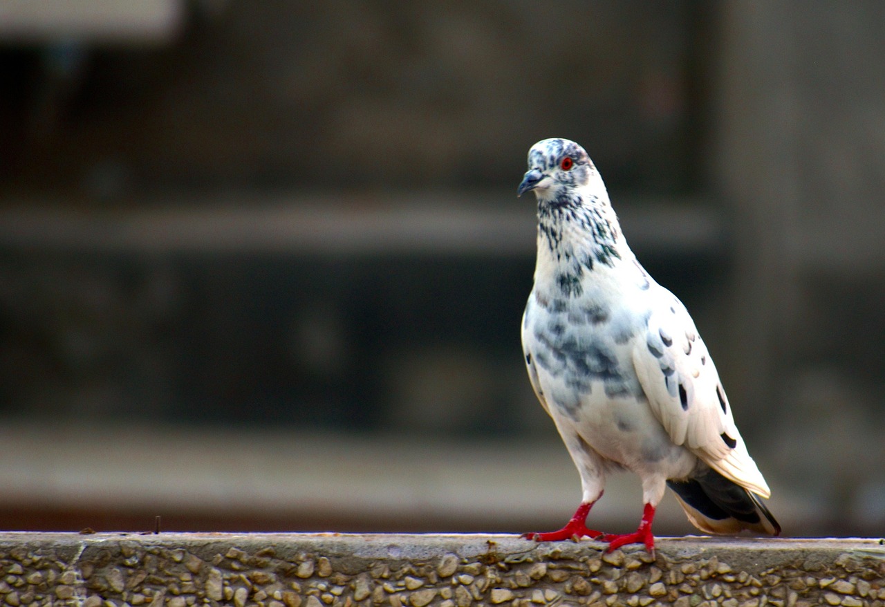 How to Write a Pigeon Sale Ad That Attracts Buyers Fast