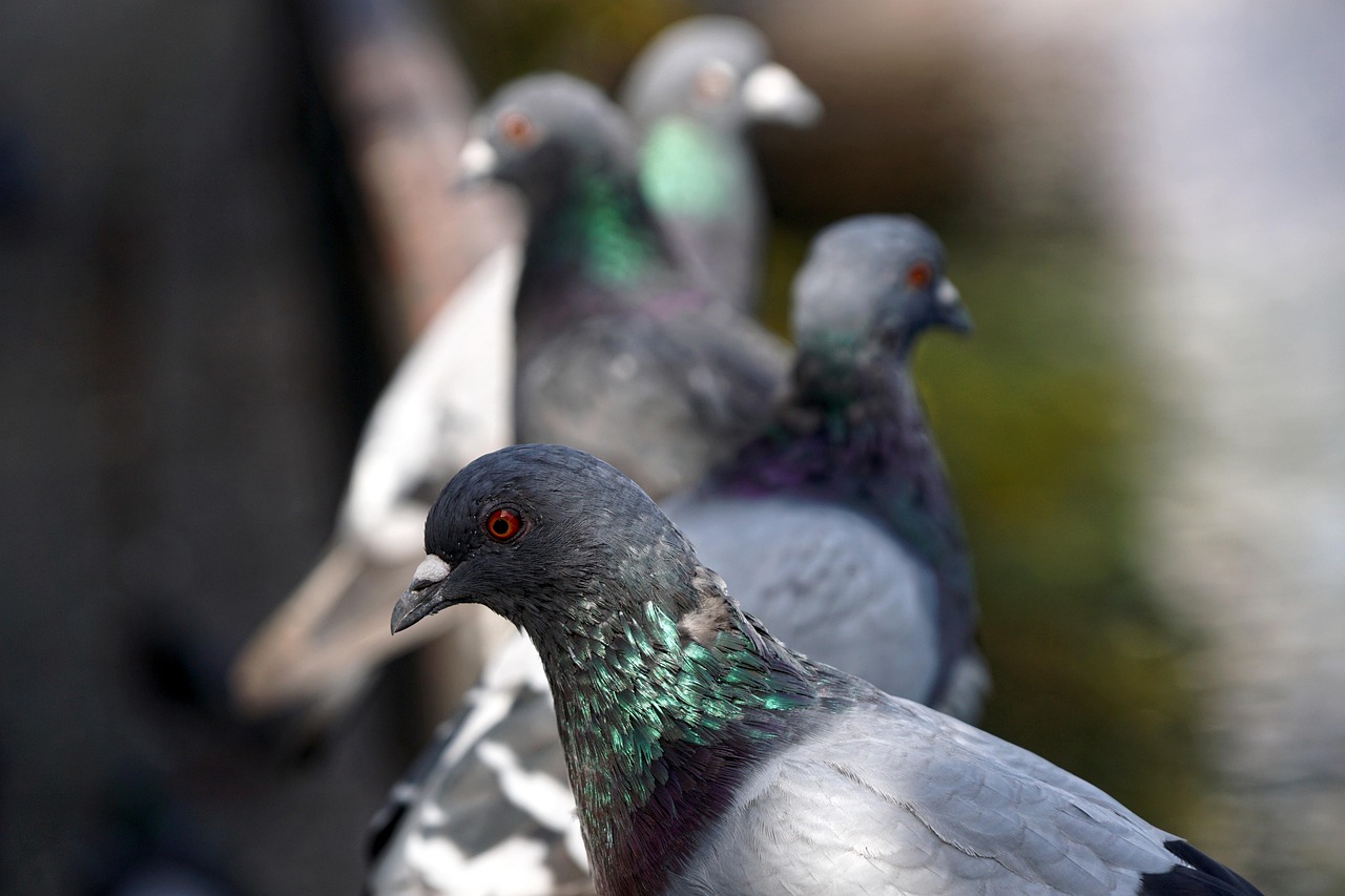 Mastering Fancy Pigeon Breeding with Global NPA Standards