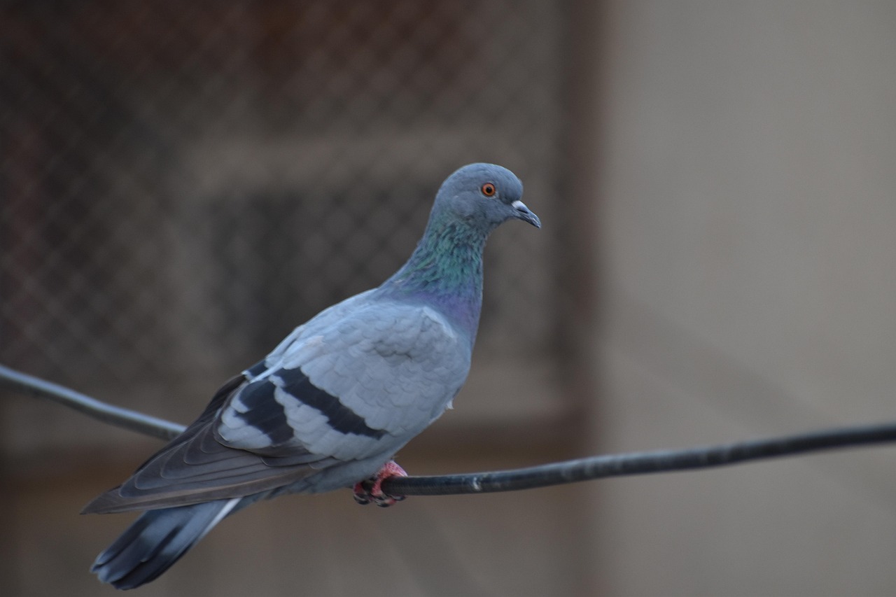 Showcasing Rare Pigeon Breeds: Essential Display Equipment