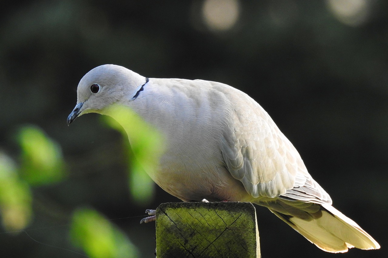 Old German Owl Pigeon Standards: A Detailed Guide