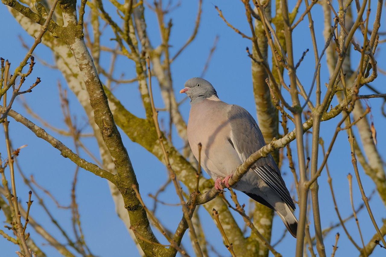 الفيتامينات والمكملات الغذائية الضرورية لصحة الحمام