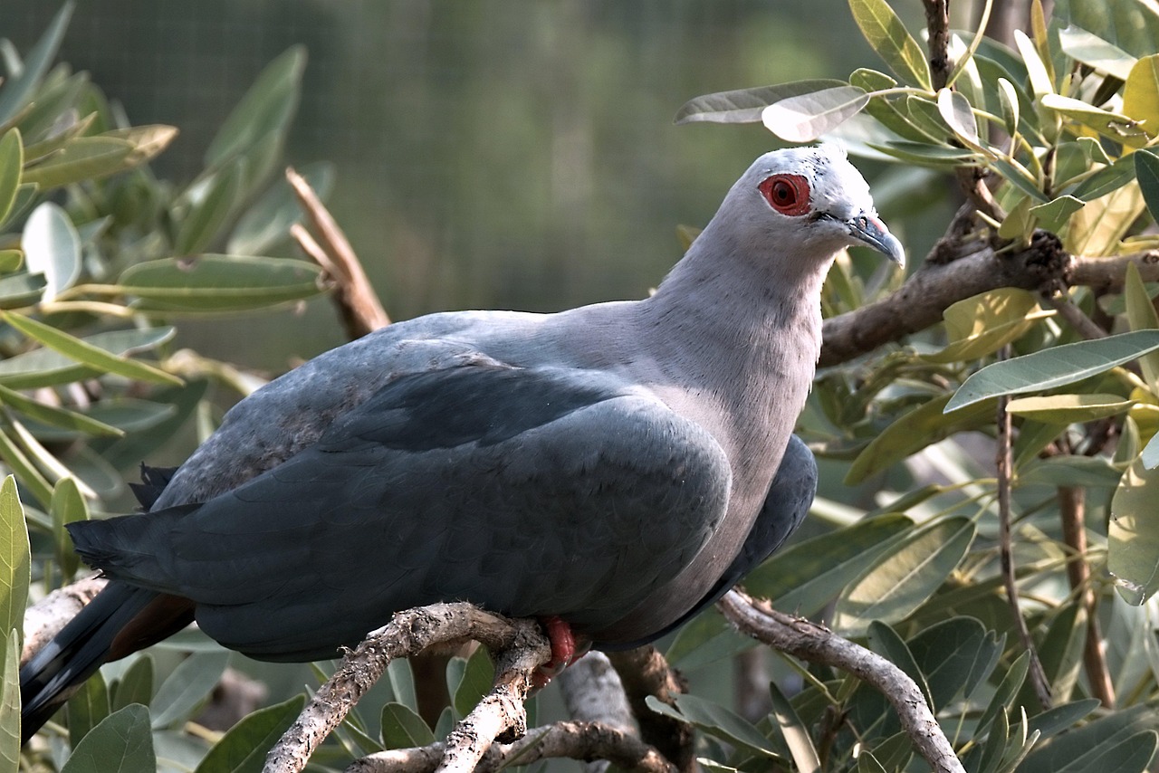 Protect Your Genetic Assets: GPS for Pigeon Safety Guide