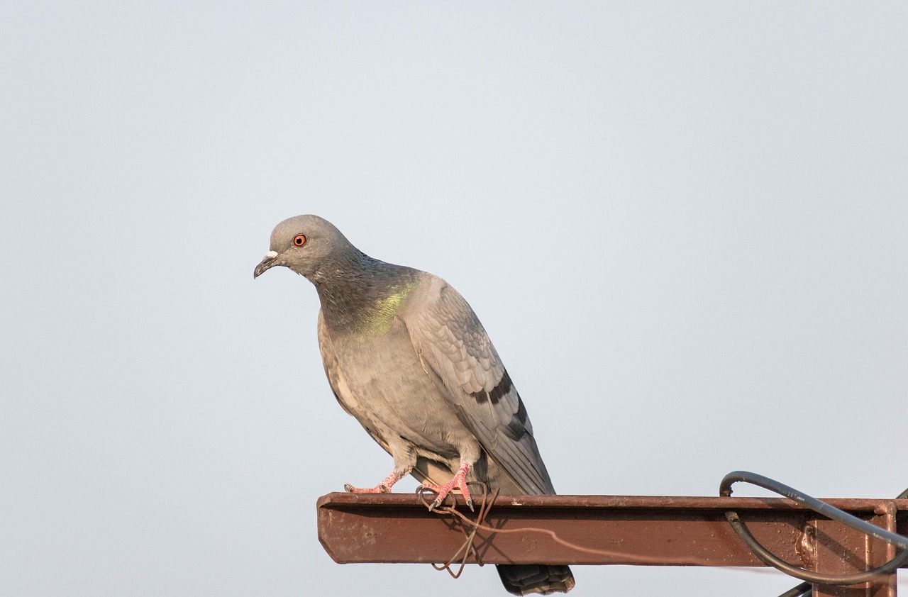 Protect Your Genetic Assets: GPS for Pigeon Safety Guide