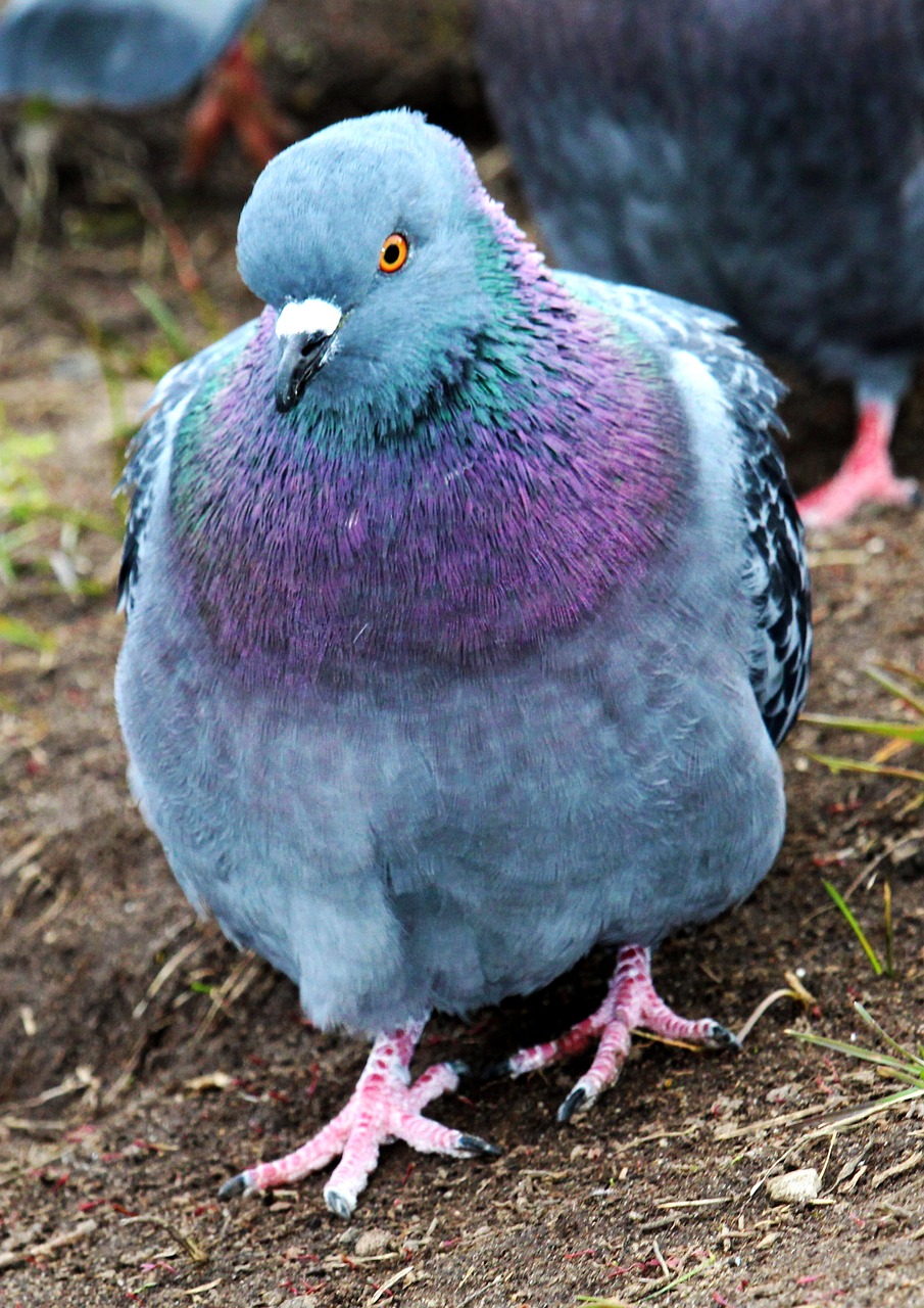 How GPS Data Analytics Transforms Pigeon Racing Performance