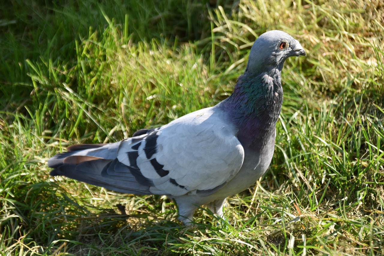 Mastering Racing Pigeon Pricing with Genetic Value Analysis
