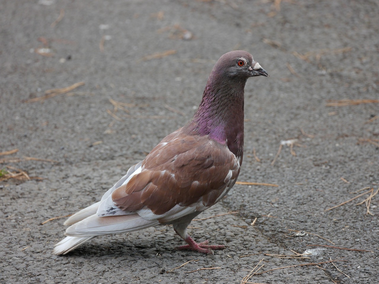 Boost Pigeon Value with Shoulder and Frontal Genetics