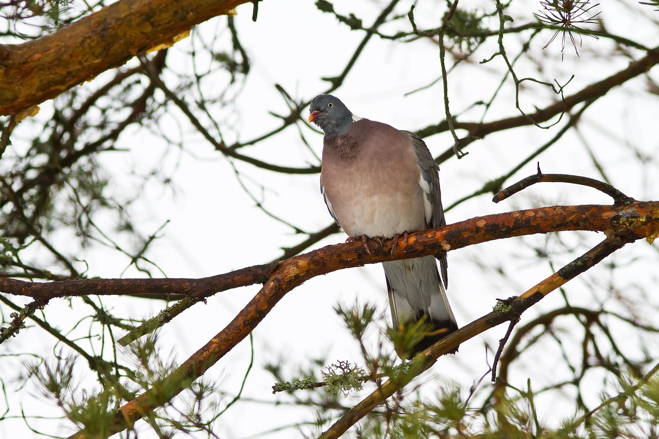 Showcasing Rare Pigeon Breeds: Essential Display Equipment