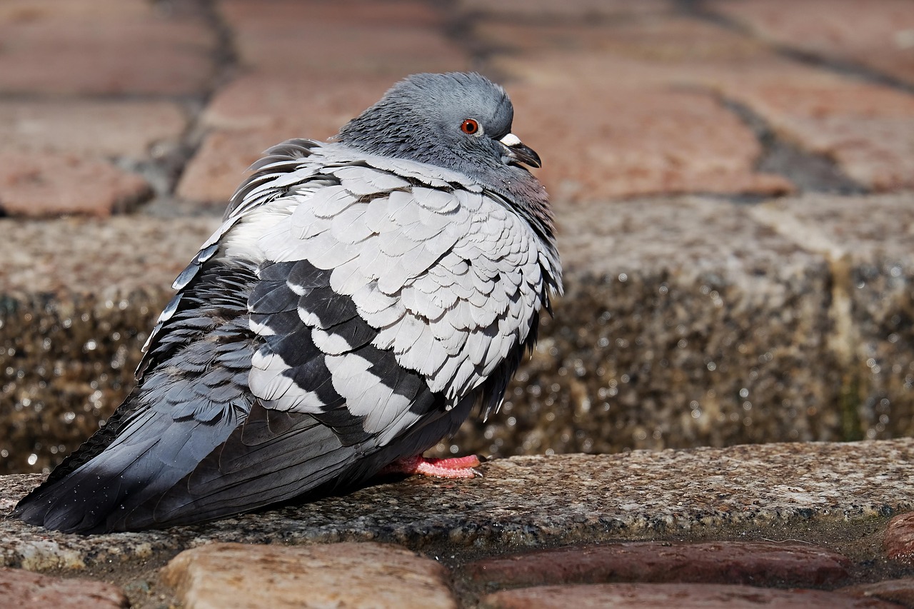 Showcasing Rare Pigeon Breeds: Equipment Guide