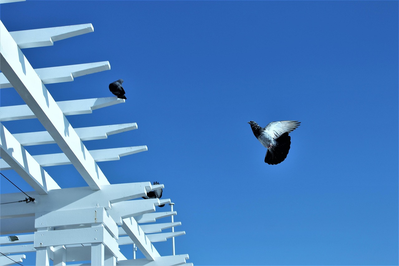 How GPS Data Analytics is Revolutionizing Pigeon Race Performance