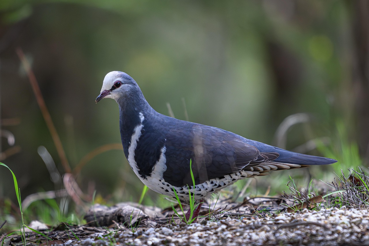 Mastering Show Cage Setup and Lighting for Rare Pigeons