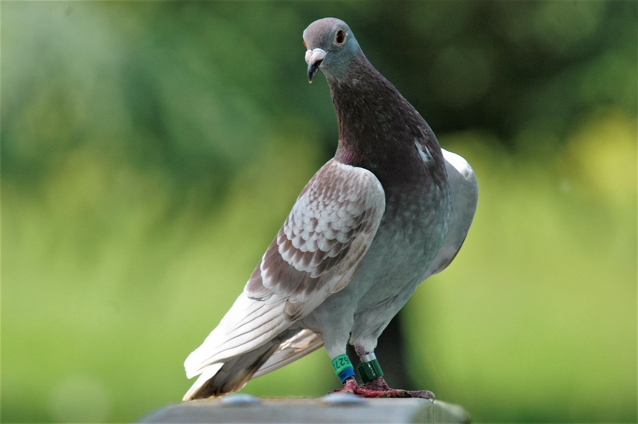 The King Pigeon: High-Demand Specs in the Gulf Market