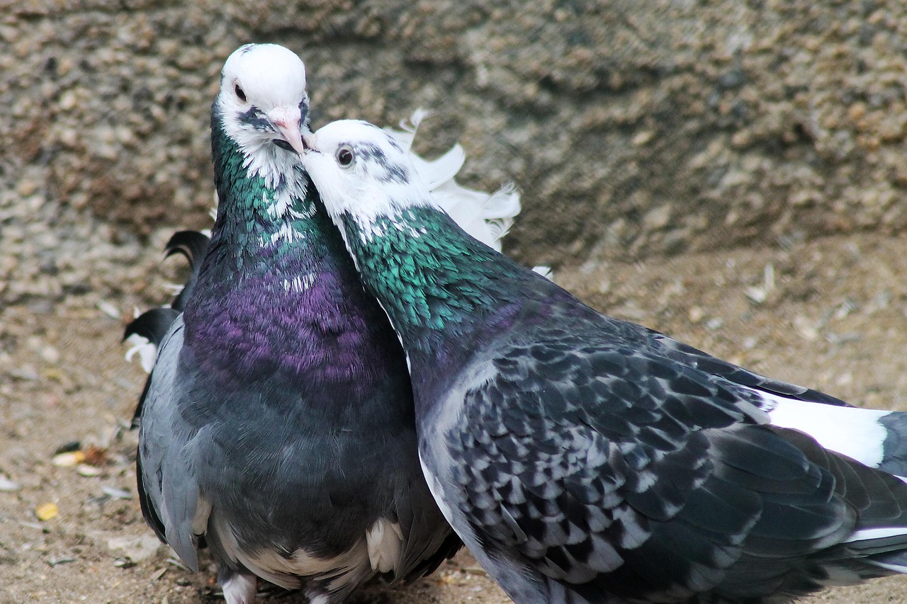 Pricing Racing Pigeons: Unlocking Genetic Value for Profit