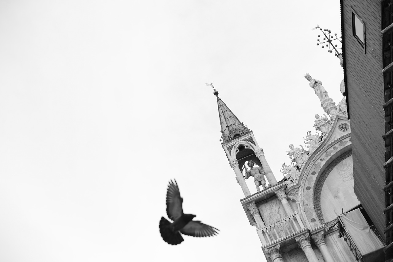 King Pigeon Traits: High Demand in the Gulf Market