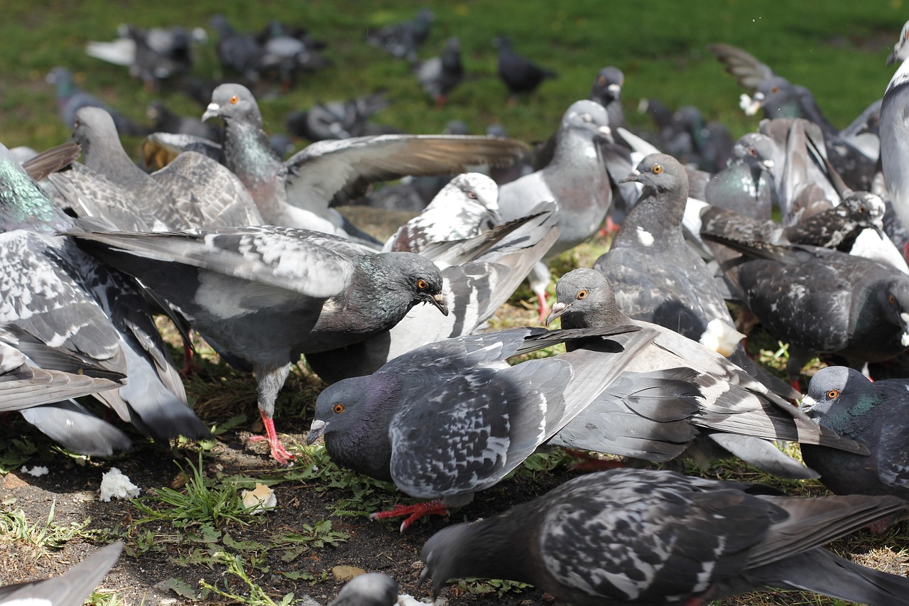 Revolutionizing Pigeon Racing: The Power of OLR Management Software