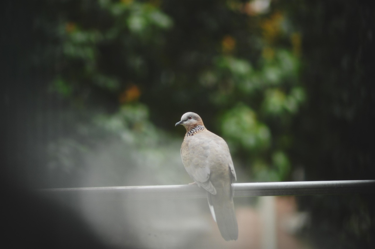 Aluspray for Pigeon Wound Care: A Comprehensive Review