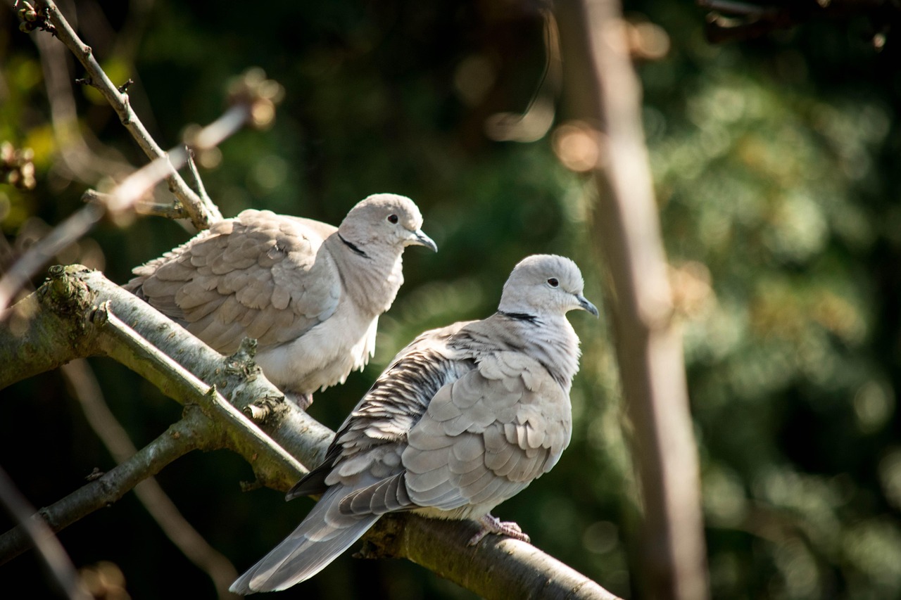 كيف تكتب إعلان بيع حمام يجذب المشترين بسرعة؟