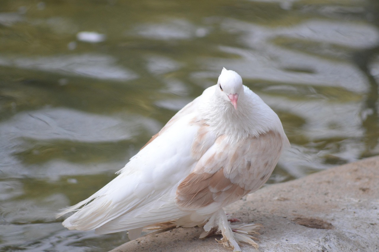 Aluspray for Pigeons: Expert Wound Care and Feather Disinfection Guide