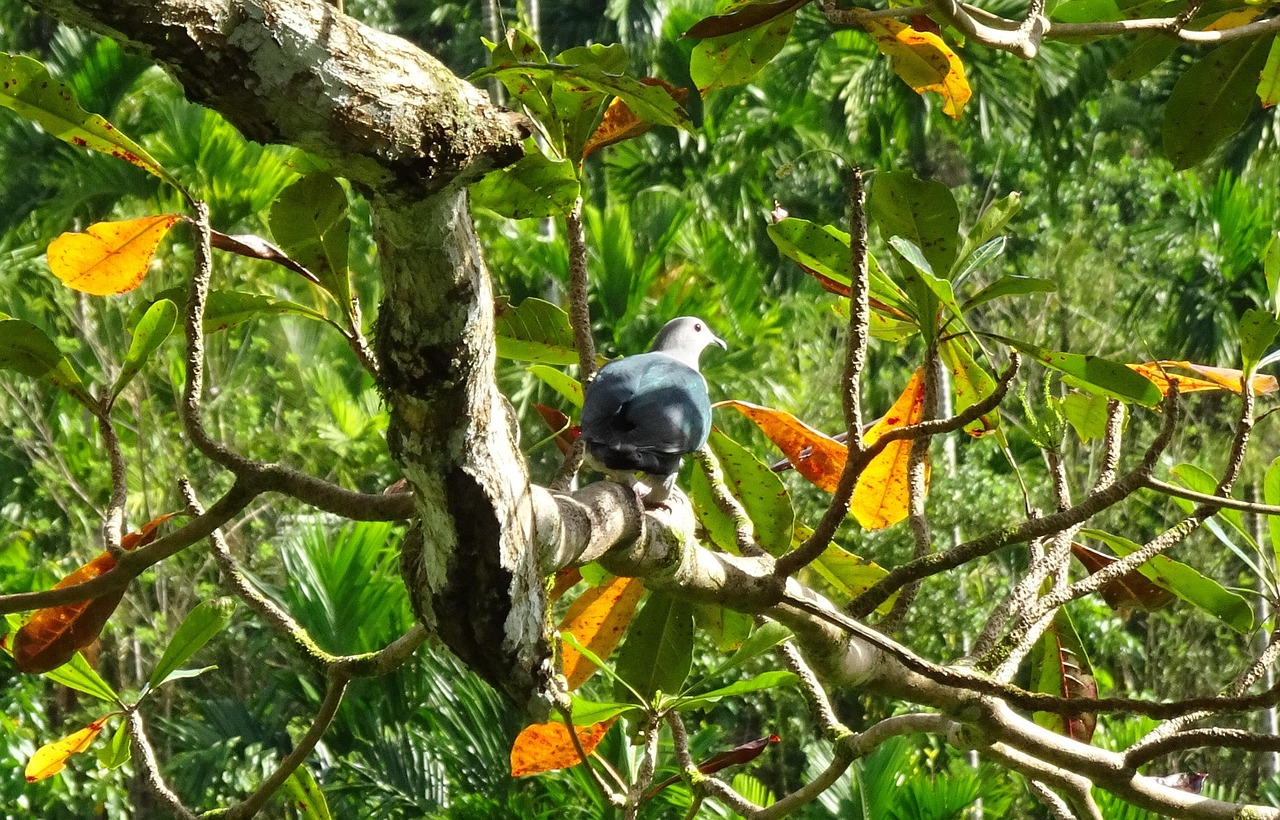 أفضل بروتوكول للوقاية من الأمراض الشائعة في اللوفت