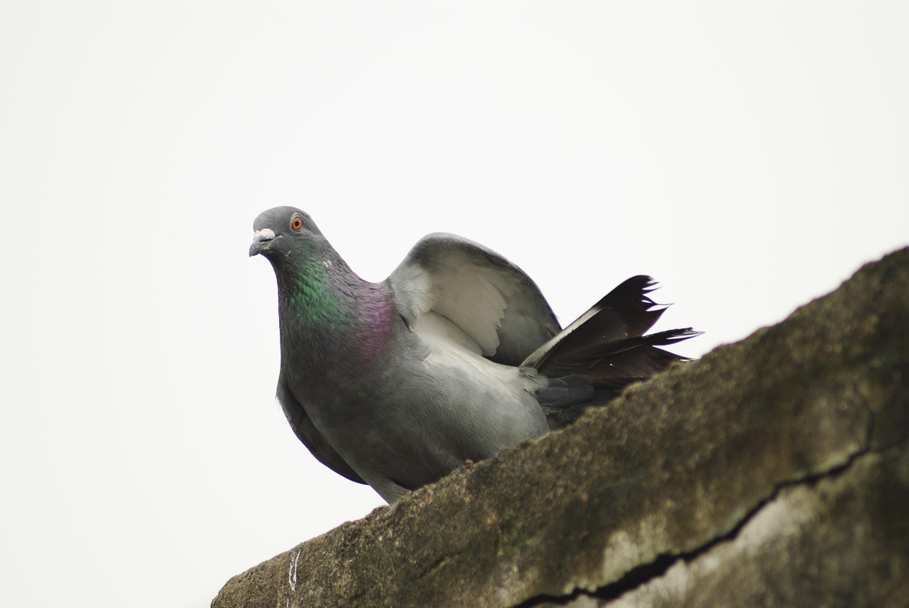Cest Pharma vs Kastle: Top Pigeon Supplement Reviews