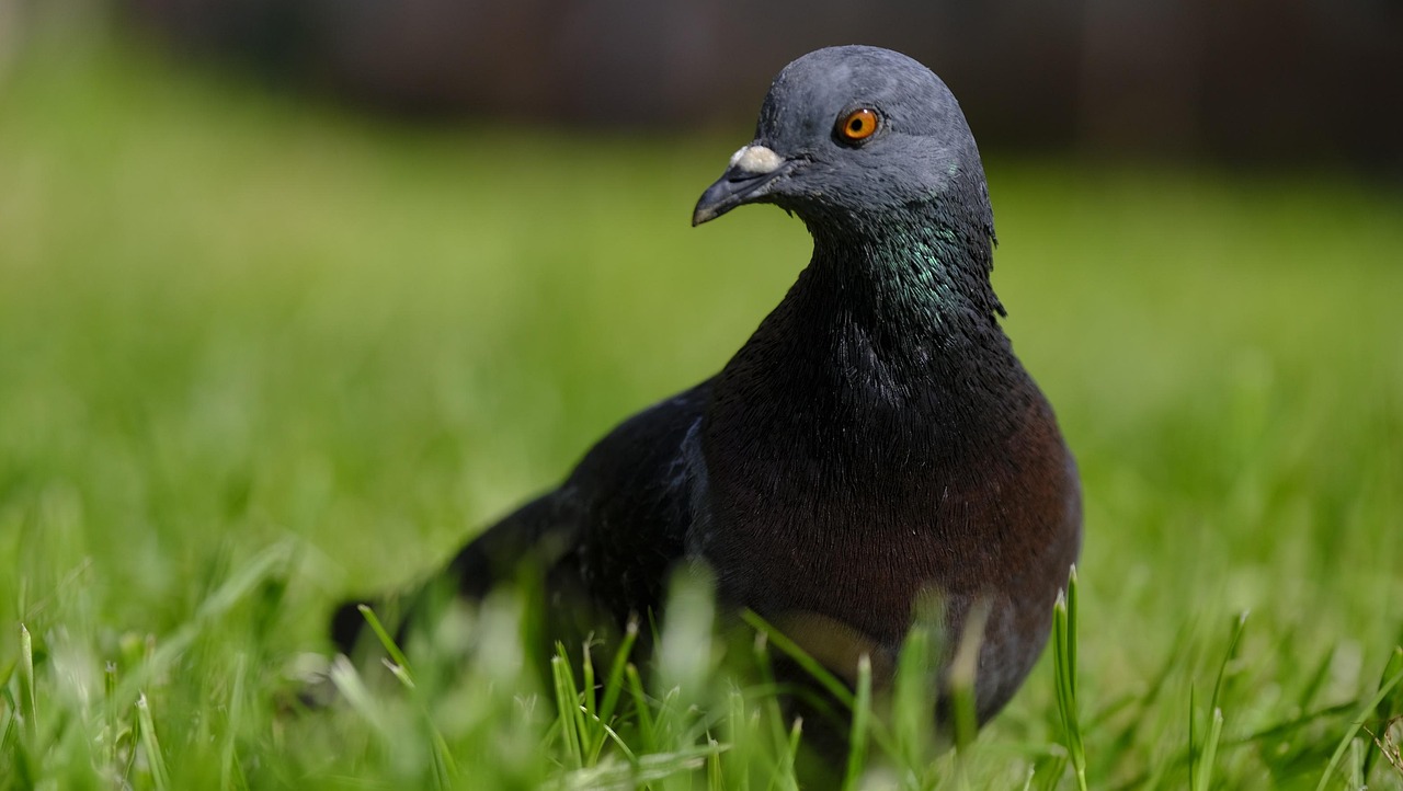 Showcasing Rare Pigeon Breeds: Essential Display Equipment